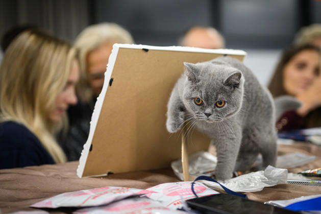 2026 WCF Jubilee Cat Show - Day 1 Cat is seen during the day one of 2026 WCF Jubilee Cat Show in Zagreb, Croatia on October 10, 2026.  DavorxPuklavec PIXSELL
