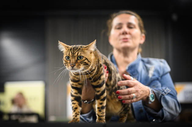 2026 WCF Jubilee Cat Show - Day 1 Owner holds her cat during the day one of 2026 WCF Jubilee Cat Show in Zagreb, Croatia on October 10, 2026. DavorxPuklavec PIXSELL