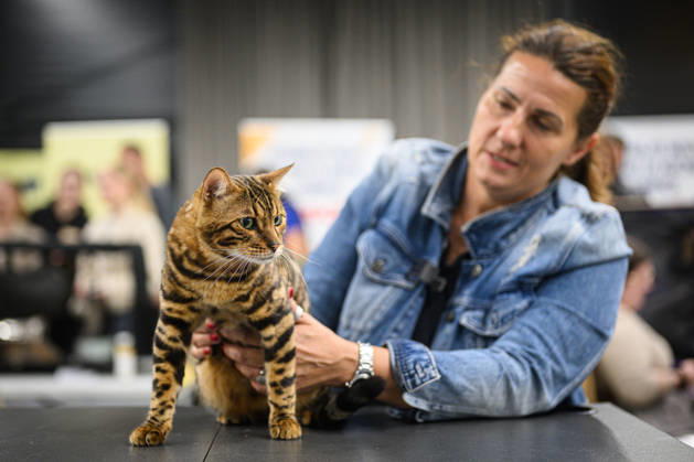 2026 WCF Jubilee Cat Show - Day 1 Owner holds her cat during the day one of 2026 WCF Jubilee Cat Show in Zagreb, Croatia on October 10, 2026. DavorxPuklavec PIXSELL
