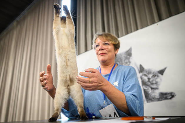 2026 WCF Jubilee Cat Show - Day 1 Owner holds her cat during the day one of 2026 WCF Jubilee Cat Show in Zagreb, Croatia on October 10, 2026. DavorxPuklavec PIXSELL