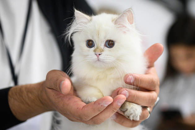 2026 WCF Jubilee Cat Show - Day 1 Owner holds her cat during the day one of 2026 WCF Jubilee Cat Show in Zagreb, Croatia on October 10, 2026. DavorxPuklavec PIXSELL