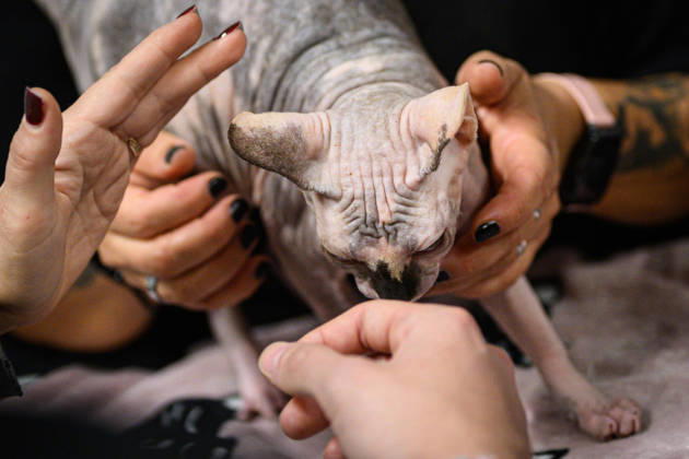 2026 WCF Jubilee Cat Show - Day 1 Owner holds her cat during the day one of 2026 WCF Jubilee Cat Show in Zagreb, Croatia on October 10, 2026. DavorxPuklavec PIXSELL