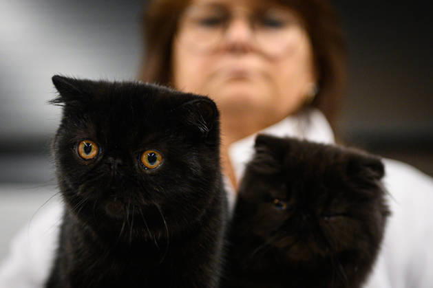 2026 WCF Jubilee Cat Show - Day 1 Cat is seen during the day one of 2026 WCF Jubilee Cat Show in Zagreb, Croatia on October 10, 2026.  DavorxPuklavec PIXSELL