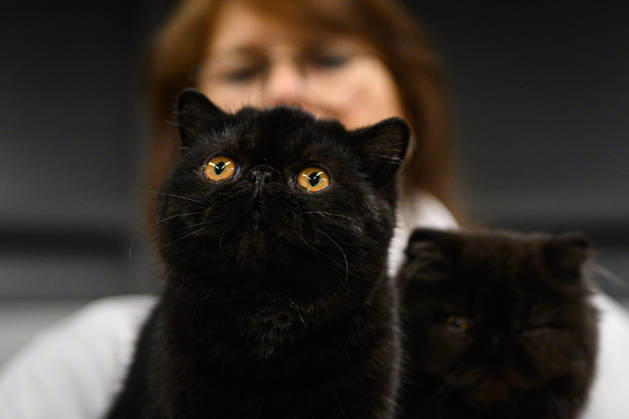 2026 WCF Jubilee Cat Show - Day 1 Cat is seen during the day one of 2026 WCF Jubilee Cat Show in Zagreb, Croatia on October 10, 2026.  DavorxPuklavec PIXSELL