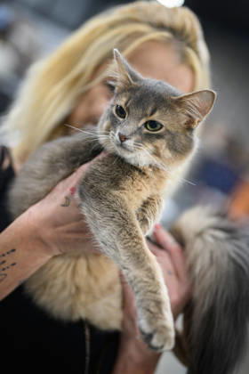 2026 WCF Jubilee Cat Show - Day 1 Owner holds her cat during the day one of 2026 WCF Jubilee Cat Show in Zagreb, Croatia on October 10, 2026. DavorxPuklavec PIXSELL