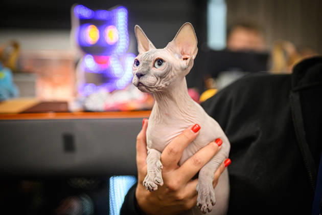 2026 WCF Jubilee Cat Show - Day 1 Owner holds her cat during the day one of 2026 WCF Jubilee Cat Show in Zagreb, Croatia on October 10, 2026. DavorxPuklavec PIXSELL
