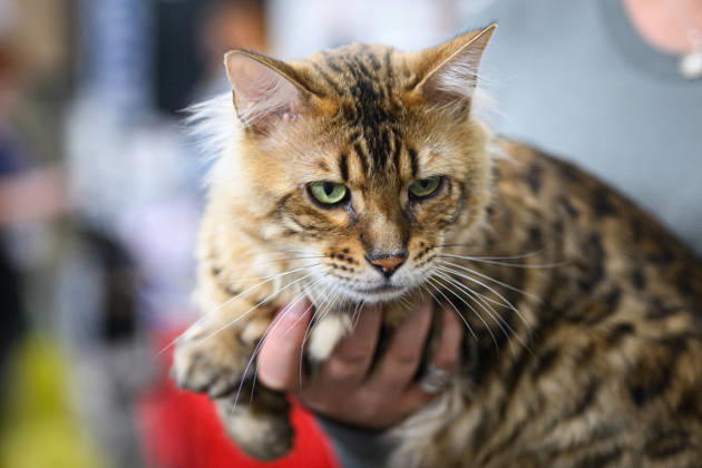 2026 WCF Jubilee Cat Show - Day 1 Owner holds her cat during the day one of 2026 WCF Jubilee Cat Show in Zagreb, Croatia on October 10, 2026. DavorxPuklavec PIXSELL