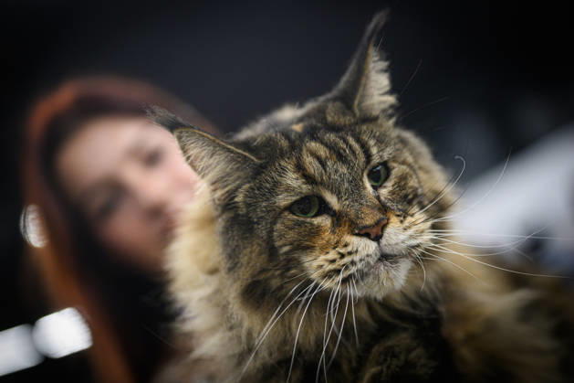 2026 WCF Jubilee Cat Show - Day 1 Owner holds her cat during the day one of 2026 WCF Jubilee Cat Show in Zagreb, Croatia on October 10, 2026. DavorxPuklavec PIXSELL