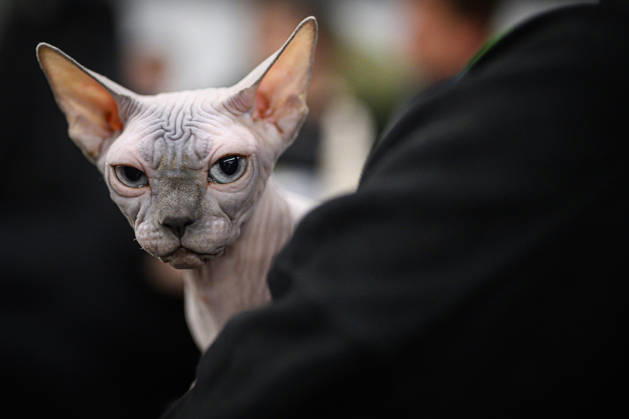 2026 WCF Jubilee Cat Show - Day 1 Owner holds her cat during the day one of 2026 WCF Jubilee Cat Show in Zagreb, Croatia on October 10, 2026. DavorxPuklavec PIXSELL