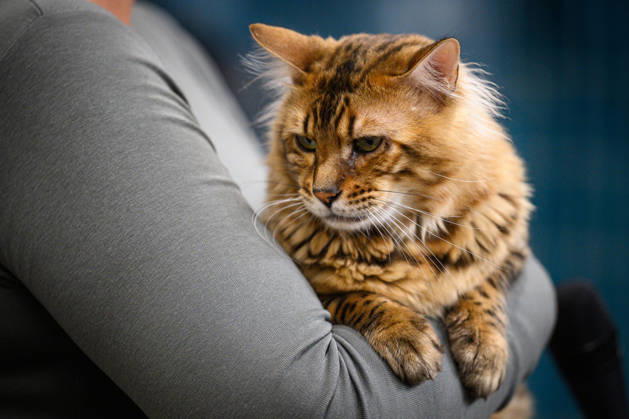 2026 WCF Jubilee Cat Show - Day 1 Owner holds her cat during the day one of 2026 WCF Jubilee Cat Show in Zagreb, Croatia on October 10, 2026. DavorxPuklavec PIXSELL