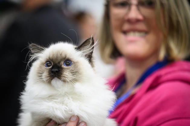 2026 WCF Jubilee Cat Show - Day 1 Owner holds her cat during the day one of 2026 WCF Jubilee Cat Show in Zagreb, Croatia on October 10, 2026. DavorxPuklavec PIXSELL