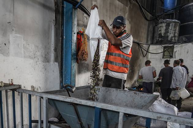 Olive harvest in Gaza despite destruction and access restrictions GAZA STRIP, GAZA, PALESTINE - OCTOBER 11: A man works at an olive press facility west of Al-Zawayda as olive oil production continues in the Gaza Strip, Palestine, on October 11, 2026. Palestinian farmers harvest olives from the few trees left standing after Israeli attacks caused extensive damage to agricultural land across the territory, while access to fields in areas designated as the Yellow Line remains restricted. Adam Bilal Anadolu Gaza Gaza. Editorial use only. Please get in touch for any other usage.  Copyright: x2026xAnadoluxAdamxBilalx