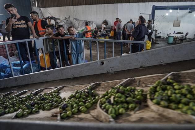 Olive harvest in Gaza despite destruction and access restrictions GAZA STRIP, GAZA, PALESTINE - OCTOBER 11: Farmers transport the harvested olives to an olive press facility west of Al-Zawayda to produce olive oil, in Gaza Strip, Gaza, Palestine, on October 11, 2026. Palestinian farmers harvest olives from the few olive trees left standing after Israeli attacks caused extensive damage to agricultural land across the Gaza Strip, while farmers remain unable to access fields in areas designated as the Yellow Line. Adam Bilal Anadolu Gaza Gaza. Editorial use only. Please get in touch for any other usage.  Copyright: x2026xAnadoluxAdamxBilalx