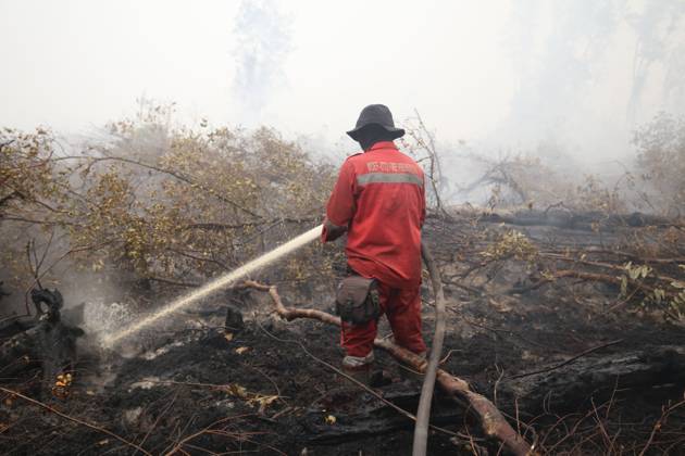 October 11, 2026, Kalimantan, Indonesia: PALANGKA RAYA, CENTRAL KALIMANTAN, INDONESIA, OCTOBER 11, 2026: Members of Indonesia s Manggala Agni forest fire brigade work to extinguish a forest fire in the Sebangau area of Palangka Raya, Central Kalimantan. The firefighting team has been responding to fires affecting forests and community land in the region during the dry season. Kalimantan Indonesia - ZUMAq101 20261011_zna_q101_118 Copyright: xReginaxSafrix