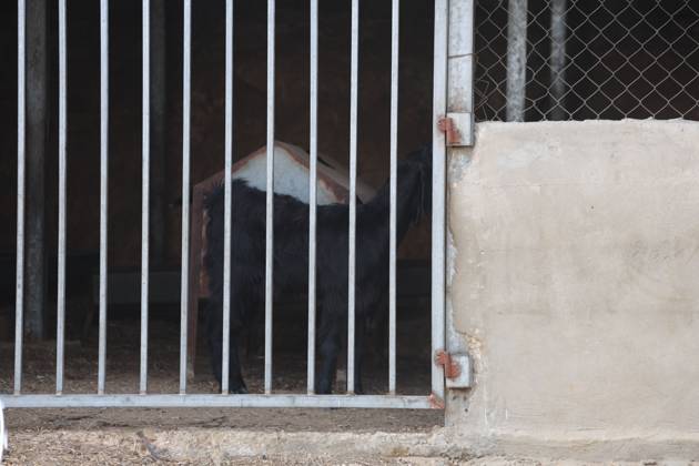 Settlers restrict access to Palestinian property UMM AL-KHAIR, MASAFER YATTA, OCCUPIED WEST BANK, OCTOBER 11, 2026: Israeli settlers placed barbed wire in the sheep pen yard and plastic sheets in front of the windows of the Salem al-Hathaleen family home in Umm al-Khair, Masafer Yatta, south of Hebron. The Israeli military subsequently declared the area a closed military zone, preventing the family from accessing the sheep pen and backyard, where a newly established settler outpost is located. MASAFER YATTA Palestine, State of Copyright: x xMosabxshawerx xJNAxPressx