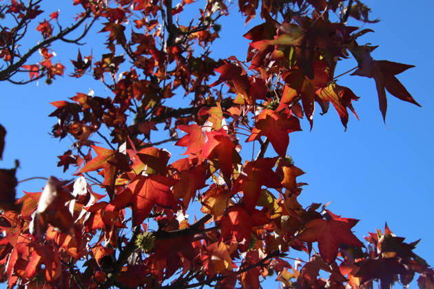 Golden October in Hamburg: Colorful leaves glisten in the sunlight