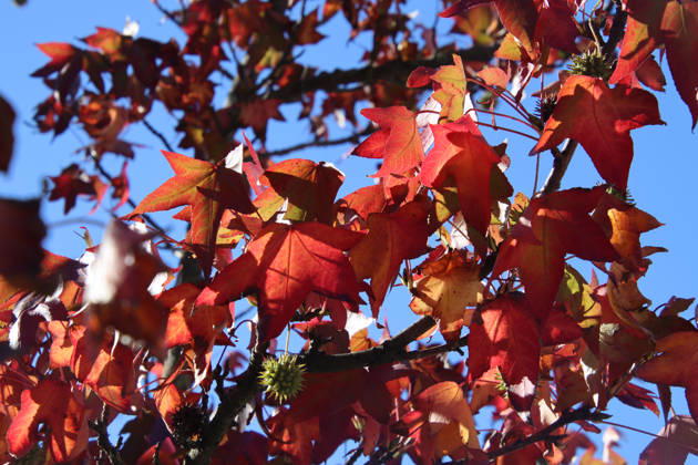 Golden October in Hamburg: Colorful leaves glisten in the sunlight