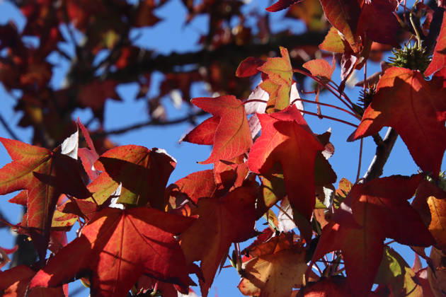 Golden October in Hamburg: Colorful leaves glisten in the sunlight