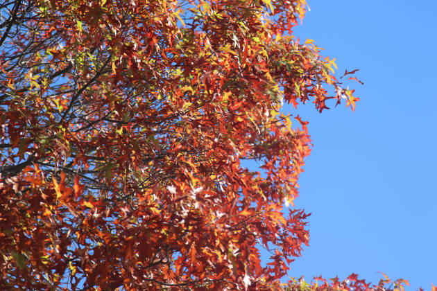 Golden October in Hamburg: Colorful leaves glisten in the sunlight