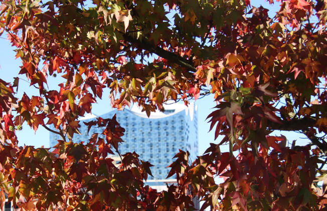 Golden October in Hamburg: Colorful leaves glisten in the sunlight