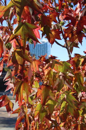 Golden October in Hamburg: Colorful leaves glisten in the sunlight