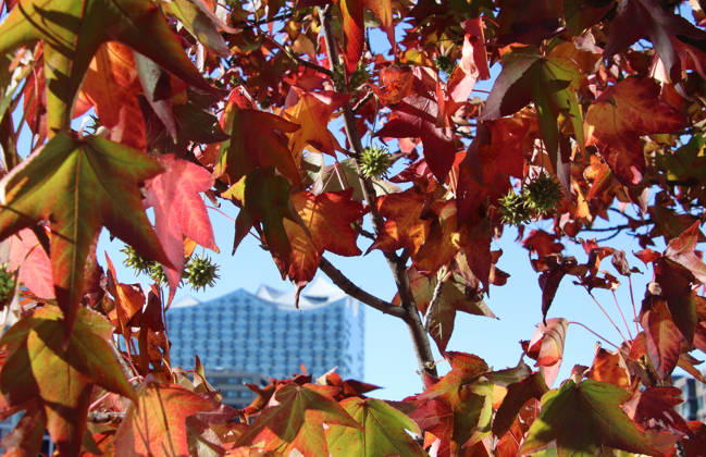 Golden October in Hamburg: Colorful leaves glisten in the sunlight