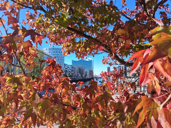 Golden October in Hamburg: Colorful leaves glisten in the sunlight