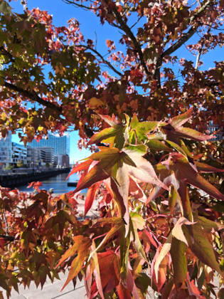 Golden October in Hamburg: Colorful leaves glisten in the sunlight