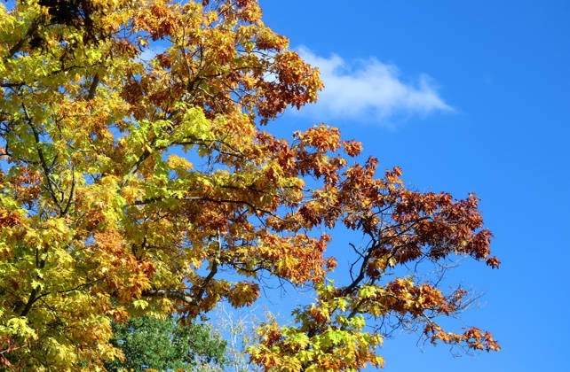 An autumn day in Feldafing, Feldafinger Park, Starnberg District. Here is a view of colorful trees, autumn foliage, deciduous trees, autumnal scenery, a play of colors, autumn leaves, autumn colors, leaf colors, red, yellow, red foliage, yellow foliage, a natural spectacle, an autumn scene