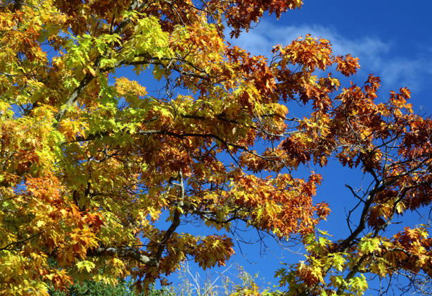 An autumn day in Feldafing, Feldafinger Park, Starnberg District. Here is a view of colorful trees, fall foliage, deciduous trees, autumnal, a play of colors, autumn leaves, fall colors, leaf coloration, red, yellow, red foliage, yellow foliage, natural spectacle, autumn scene