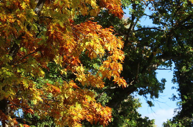 An autumn day in Feldafing, Feldafinger Park, Starnberg District. Here is a view of colorful trees, fall foliage, deciduous trees, autumnal, a play of colors, autumn leaves, fall colors, leaf coloration, red, yellow, red foliage, yellow foliage, natural spectacle, autumn scene