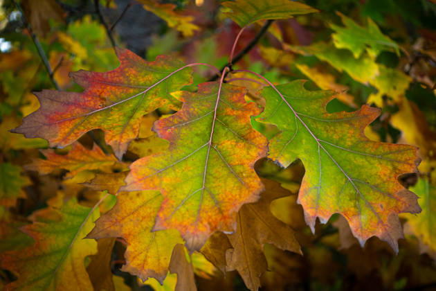 Fall Foliage: The leaves in the forests of the Wetterau are beginning to take on their fall colors. Wetterau, Hesse, Germany 2026-10-12_wetterau_herbst_01