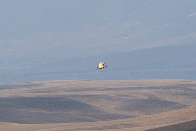 Turkish Armed Forces Fire Free-2026 military exercise held in Ankara ANKARA, TURKIYE - OCTOBER 13: Turkish armed forces hold the Fire Free-2026 military exercise at the General Nahit Senoglu Firing and Exercise Area in Polatli district, Ankara, Turkiye, on October 13, 2026. Organized to demonstrate the combat readiness and firepower of the Turkish Armed Forces, the comprehensive drill featured live-fire maneuvers utilizing an array of domestically engineered weapons and defense systems. F-16 fighting falcon and ATAK attack helicopters executed precision firing runs during drill. Arman Onal Anadolu Ankara Turkey. Editorial use only. Please get in touch for any other usage. Copyright: x2026xAnadoluxArmanxOnalx