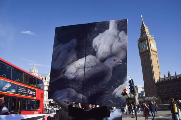 October 13, 2026, London, England, United Kingdom: Protesters pass through Parliament Square during the march to Pret headquarters urging the fast food chain to drop Frankenchickens. Frankenchickens are chickens mostly raised on factory farms who are bred to grow much faster and who are said to suffer far more than regular chickens. London United Kingdom  - ZUMAv130 20261013_zip_v130_033 Copyright: xVukxValcicx