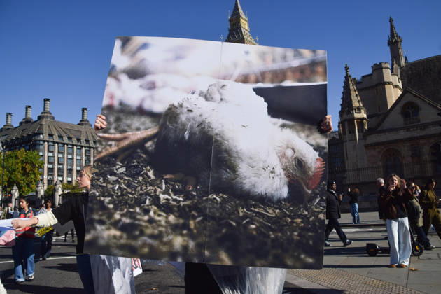 October 13, 2026, London, England, United Kingdom: Protesters pass through Parliament Square during the march to Pret headquarters urging the fast food chain to drop Frankenchickens. Frankenchickens are chickens mostly raised on factory farms who are bred to grow much faster and who are said to suffer far more than regular chickens. London United Kingdom  - ZUMAv130 20261013_zip_v130_034 Copyright: xVukxValcicx