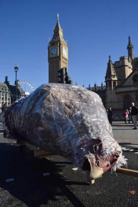 October 13, 2026, London, England, United Kingdom: Protesters pass through Parliament Square with a giant wrapped chicken during the march to Pret headquarters urging the fast food chain to drop Frankenchickens. Frankenchickens are chickens mostly raised on factory farms who are bred to grow much faster and who are said to suffer far more than regular chickens. London United Kingdom  - ZUMAv130 20261013_zip_v130_035 Copyright: xVukxValcicx