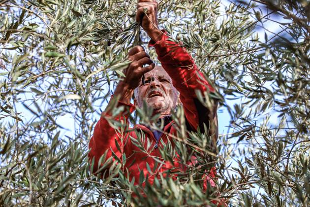 October 13, 2026, Ramallah: EIN YABRUD, WEST BANK, PALESTINE, OCTOBER 13, 2026: Palestinian residents and farmers harvest olives on their land in Ein Yabrud, east of Ramallah, in the occupied West Bank. Residents gathered to pick olives following reported settler attacks on farmers in the village in recent days. Ramallah - ZUMAq101 20261013_zna_q101_205 Copyright: xSalmanxMohsenxAlkhatibx