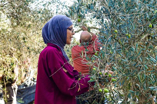 October 13, 2026, Ramallah: EIN YABRUD, WEST BANK, PALESTINE, OCTOBER 13, 2026: Palestinian residents and farmers harvest olives on their land in Ein Yabrud, east of Ramallah, in the occupied West Bank. Residents gathered to pick olives following reported settler attacks on farmers in the village in recent days. Ramallah - ZUMAq101 20261013_zna_q101_207 Copyright: xSalmanxMohsenxAlkhatibx