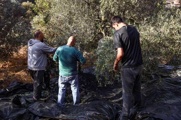 October 13, 2026, Ramallah: EIN YABRUD, WEST BANK, PALESTINE, OCTOBER 13, 2026: Palestinian residents and farmers harvest olives on their land in Ein Yabrud, east of Ramallah, in the occupied West Bank. Residents gathered to pick olives following reported settler attacks on farmers in the village in recent days. Ramallah - ZUMAq101 20261013_zna_q101_208 Copyright: xSalmanxMohsenxAlkhatibx