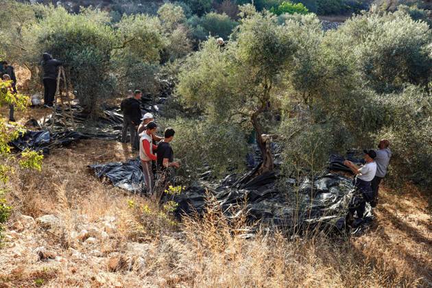October 13, 2026, Ramallah: EIN YABRUD, WEST BANK, PALESTINE, OCTOBER 13, 2026: Palestinian residents and farmers harvest olives on their land in Ein Yabrud, east of Ramallah, in the occupied West Bank. Residents gathered to pick olives following reported settler attacks on farmers in the village in recent days. Ramallah - ZUMAq101 20261013_zna_q101_210 Copyright: xSalmanxMohsenxAlkhatibx