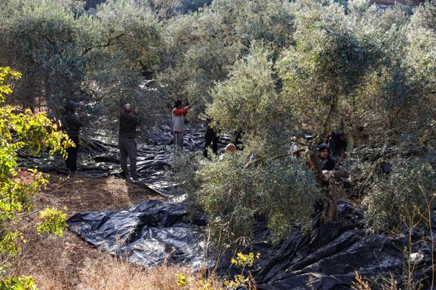 October 13, 2026, Ramallah: EIN YABRUD, WEST BANK, PALESTINE, OCTOBER 13, 2026: Palestinian residents and farmers harvest olives on their land in Ein Yabrud, east of Ramallah, in the occupied West Bank. Residents gathered to pick olives following reported settler attacks on farmers in the village in recent days. Ramallah - ZUMAq101 20261013_zna_q101_216 Copyright: xSalmanxMohsenxAlkhatibx