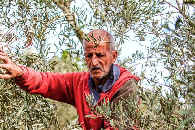 October 13, 2026, Ramallah: EIN YABRUD, WEST BANK, PALESTINE, OCTOBER 13, 2026: Palestinian residents and farmers harvest olives on their land in Ein Yabrud, east of Ramallah, in the occupied West Bank. Residents gathered to pick olives following reported settler attacks on farmers in the village in recent days. Ramallah - ZUMAq101 20261013_zna_q101_218 Copyright: xSalmanxMohsenxAlkhatibx