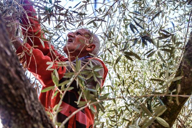 October 13, 2026, Ramallah: EIN YABRUD, WEST BANK, PALESTINE, OCTOBER 13, 2026: Palestinian residents and farmers harvest olives on their land in Ein Yabrud, east of Ramallah, in the occupied West Bank. Residents gathered to pick olives following reported settler attacks on farmers in the village in recent days. Ramallah - ZUMAq101 20261013_zna_q101_219 Copyright: xSalmanxMohsenxAlkhatibx