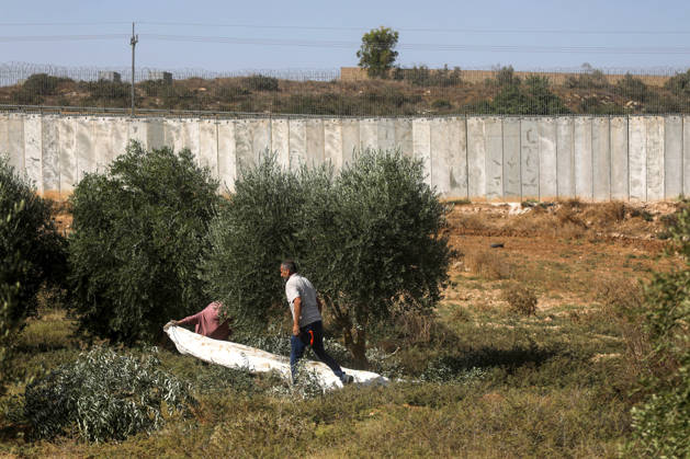 Olive harvest in West Bank BEIT AWWA, WEST BANK, PALESTINE - OCTOBER 15: Palestinian farmers harvest olives in an olive grove near the separation wall built by Israel in the town of Beit Awwa, west of Hebron, West Bank, Palestine, on October 15, 2026. Palestinian farmers frequently face attacks by Israeli forces and Israeli settlers during the ongoing olive harvest season. Mamoun Wazwaz Anadolu Beit Awwa West Bank. Editorial use only. Please get in touch for any other usage.  Copyright: x2026xAnadoluxMamounxWazwazx