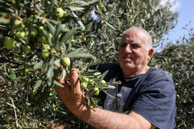 Olive harvest in West Bank BEIT AWWA, WEST BANK, PALESTINE - OCTOBER 15: A Palestinian farmer harvests olives in an olive grove near the separation wall built by Israel in the town of Beit Awwa, west of Hebron, West Bank, Palestine, on October 15, 2026. Palestinian farmers frequently face attacks by Israeli forces and Israeli settlers during the ongoing olive harvest season. Mamoun Wazwaz Anadolu Beit Awwa West Bank. Editorial use only. Please get in touch for any other usage.  Copyright: x2026xAnadoluxMamounxWazwazx