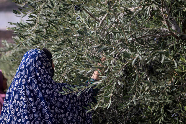 Palestinian Farmers Harvest Olives Near Barrier West of Hebron Palestinian farmers pick olives during the harvest season in a field in the village of Beit Awwa, west of Hebron, in the occupied West Bank, on October 15, 2026, near the Israeli separation barrier. Photo by Mamoun Wazwaz apaimages Hebron West Bank Palestinian Territory 151026_Hebron_MW_00(10) Copyright: xapaimagesxMamounxWazwazx xapaimagesx
