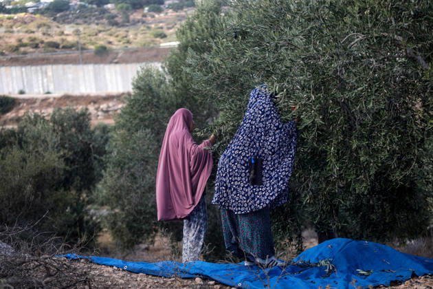 Palestinian Farmers Harvest Olives Near Barrier West of Hebron Palestinian farmers pick olives during the harvest season in a field in the village of Beit Awwa, west of Hebron, in the occupied West Bank, on October 15, 2026, near the Israeli separation barrier. Photo by Mamoun Wazwaz apaimages Hebron West Bank Palestinian Territory 151026_Hebron_MW_00(12) Copyright: xapaimagesxMamounxWazwazx xapaimagesx