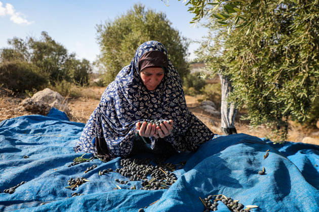 Palestinian Farmers Harvest Olives Near Barrier West of Hebron Palestinian farmers pick olives during the harvest season in a field in the village of Beit Awwa, west of Hebron, in the occupied West Bank, on October 15, 2026, near the Israeli separation barrier. Photo by Mamoun Wazwaz apaimages Hebron West Bank Palestinian Territory 151026_Hebron_MW_00(16) Copyright: xapaimagesxMamounxWazwazx xapaimagesx