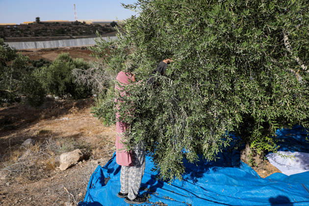 Palestinian Farmers Harvest Olives Near Barrier West of Hebron Palestinian farmers pick olives during the harvest season in a field in the village of Beit Awwa, west of Hebron, in the occupied West Bank, on October 15, 2026, near the Israeli separation barrier. Photo by Mamoun Wazwaz apaimages Hebron West Bank Palestinian Territory 151026_Hebron_MW_00(17) Copyright: xapaimagesxMamounxWazwazx xapaimagesx
