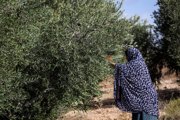 Palestinian Farmers Harvest Olives Near Barrier West of Hebron Palestinian farmers pick olives during the harvest season in a field in the village of Beit Awwa, west of Hebron, in the occupied West Bank, on October 15, 2026, near the Israeli separation barrier. Photo by Mamoun Wazwaz apaimages Hebron West Bank Palestinian Territory 151026_Hebron_MW_00(9) Copyright: xapaimagesxMamounxWazwazx xapaimagesx